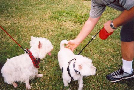 ozzy_and_other_westie_walk_and_Wag_2003