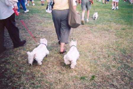 two_other_westies_walk_and_Wag_2003