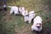 ozzy_and_two_other_westies_walk_and_Wag_2003