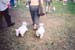two_other_westies_walk_and_Wag_2003