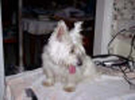 DaisysFirstGrooming_small